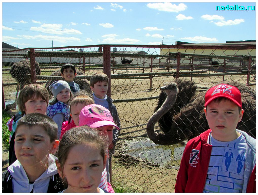 Экскурсия на страусиную ферму.