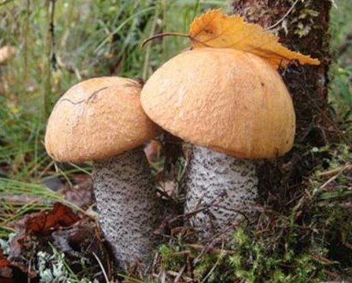 В царстве грибов